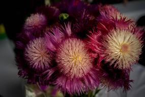 Flowers Rosa Nature Pink