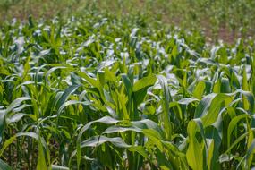 A green Field Of Corn Foliage