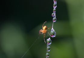 Spider Web Drops