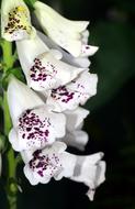 Thimble White Foxglove