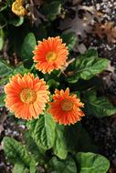 Orange Yellow Flowers