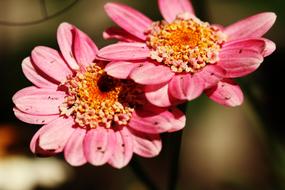 Flower Garden Summer