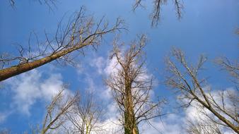 Autumn Nature Trees