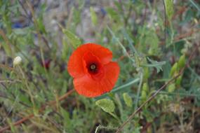 Klatschmohn Poppy Nature
