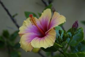 Hibiscus Tropical Exotic flower