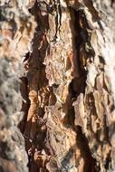 brown bark, natural pattern