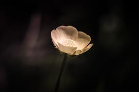 Flower Flowers The Nature Of