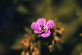 Flower Purple Outdoors