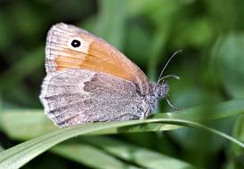 Butterfly insect Closeup view