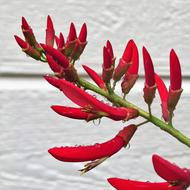 Red Flower Firecracker twig