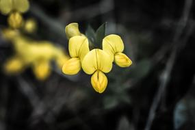 Flower Bloom Mountain The