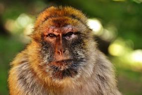 Barbary Ape Endangered Species