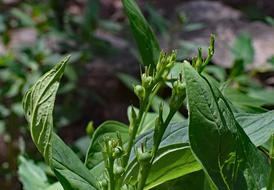 Indian Pink Seed Pods Wildflower