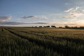 Landscape Summer Nature