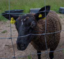 Black Sheep Fenced