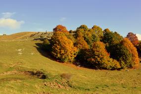 fall trees on the hill