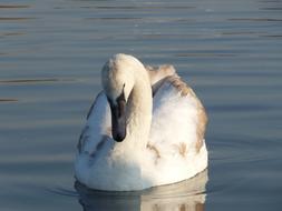 Swan Duck Animal