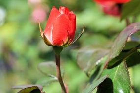 Rose Red Flower