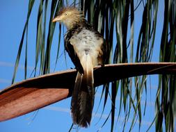 Anu White Bird Environment