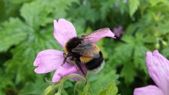 Bumblebee Pelagonia Geranium