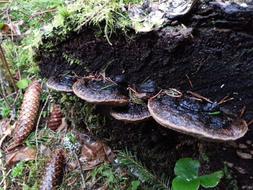mushrooms hidden in a hollow tree