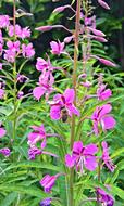 Nature Epilobium Pink Flowers Wild