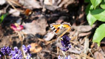 Butterfly Insect Macro