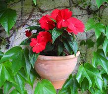 Wallflower Impatiens Potted Flower