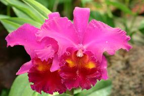 Flower Nature