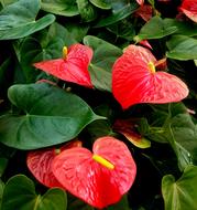 Anthurium Red Heart flowers