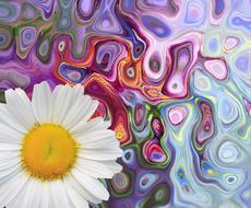 blossom bloom flower white flower