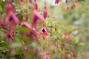 Blooming Pink Flower