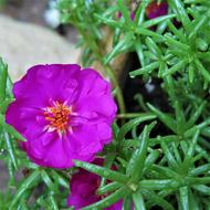 Flower Purple Yellow