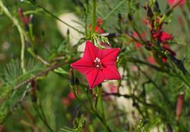 Red Cyprus Vine Flower in garden