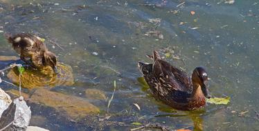 Duck And Duckling Mallard