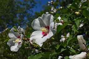 Rose Of Sharon Flower Blossom