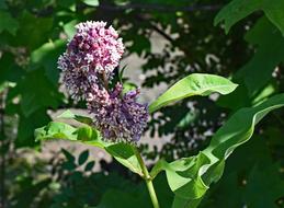Milkweed Flower Blossom