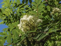 Mountain Ash Bloom Tree