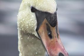 Swan Bird Close Up