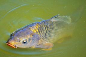 Carp Fish Appear