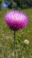 Wild Flower Thistle