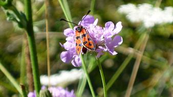 Butterfly on purple Natural flower