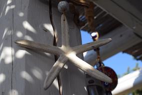 Beachclub Starfish Sea