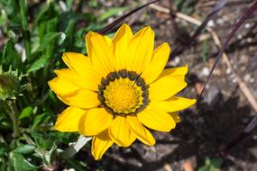 Gazania Hybrid Gold Noon flower