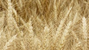 gold Grain Wheat Ears