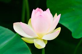 Natural Plant Early Summer