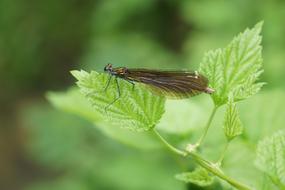 Dragonfly Insect Close