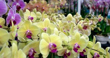 Flowers Yellow Nature