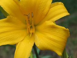 yellow beautiful flower bud