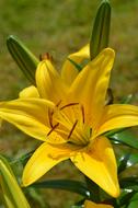Yellow Flower Lily